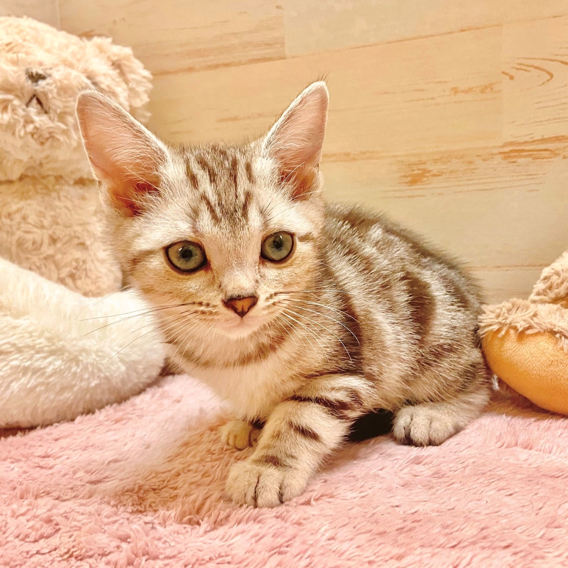 兵庫県のアメリカンショートヘアー (犬の家＆猫の里神戸店/2025年10月3日生まれ/男の子/シルバータビー)の子猫の2枚目の画像