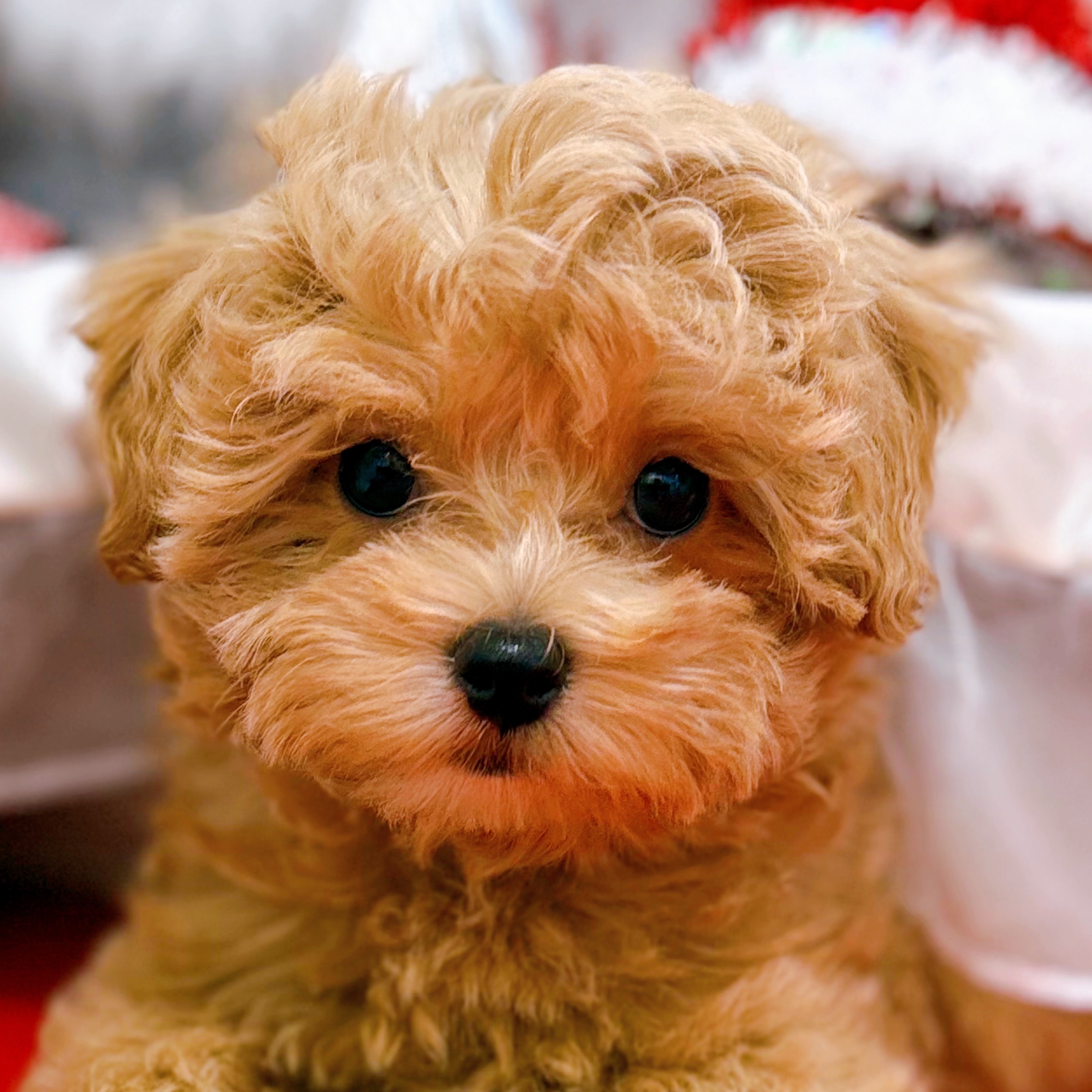 岡山県のマルプー(マルチーズ×プードル) (犬の家＆猫の里倉敷店/2025年10月5日生まれ/女の子/クリーム)の子犬の1枚目の画像