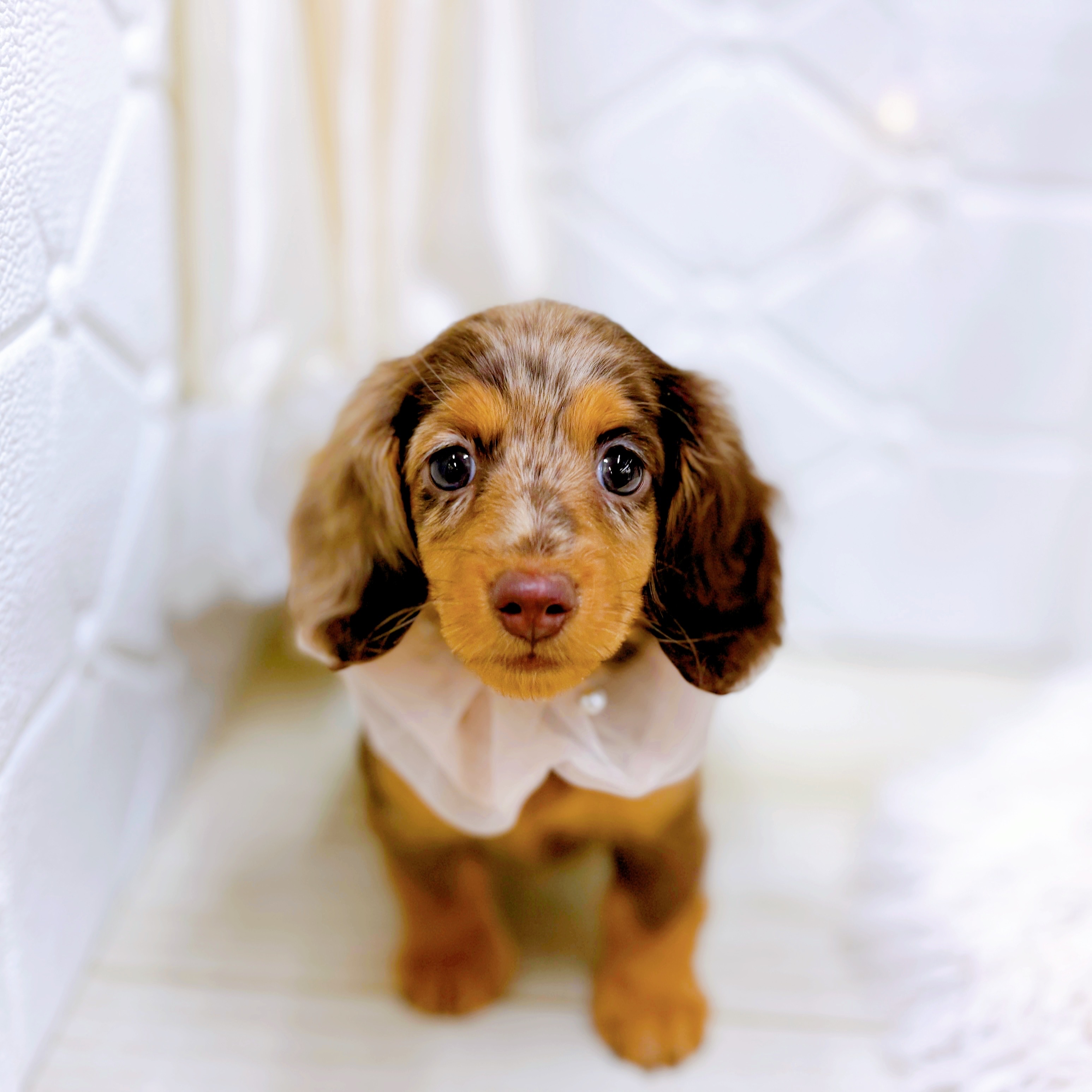 ミニチュアダックス女の子の写真