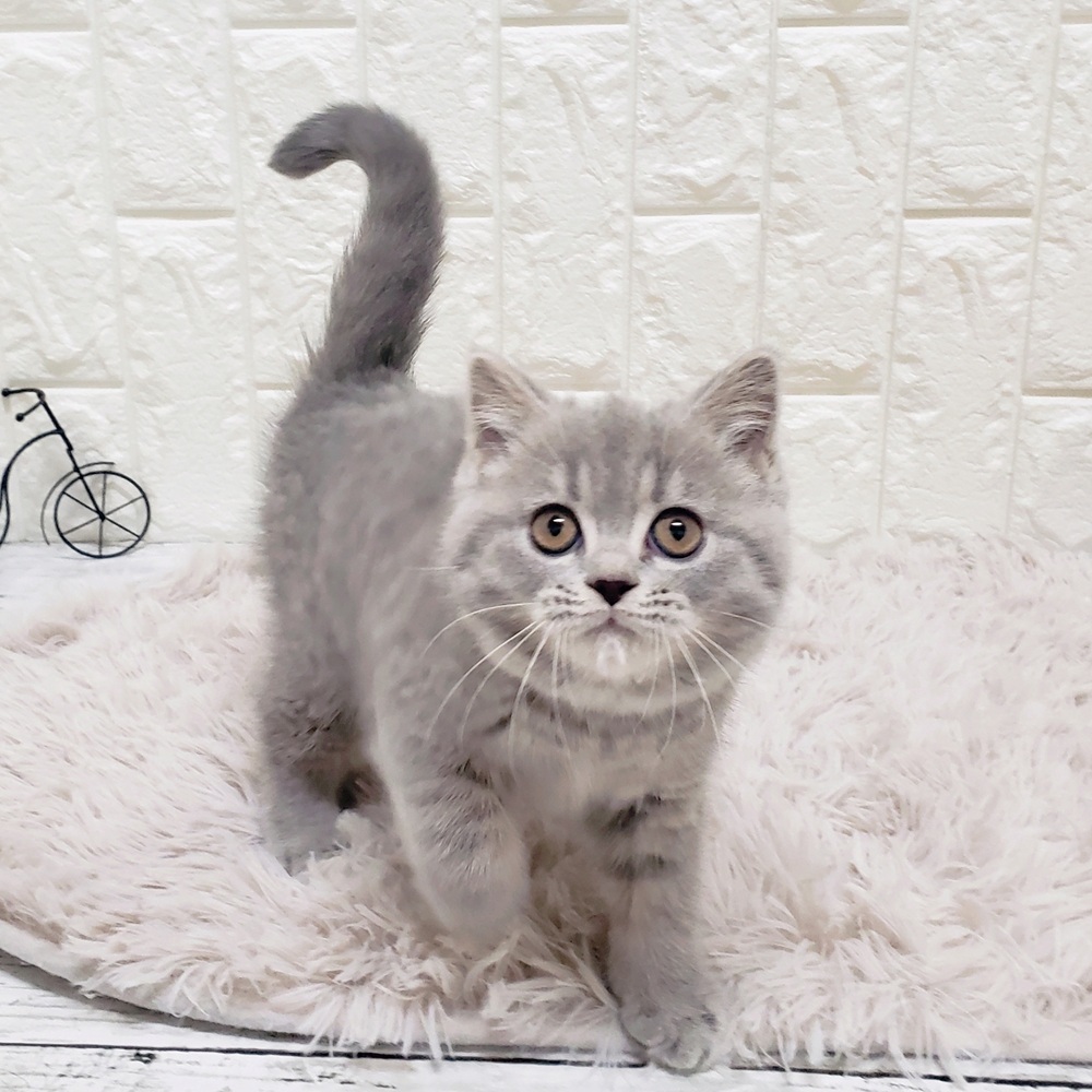 岡山県のマンチカン (犬の家＆猫の里岡山店/2025年9月27日生まれ/女の子/ブルータビー)の子猫の2枚目の画像