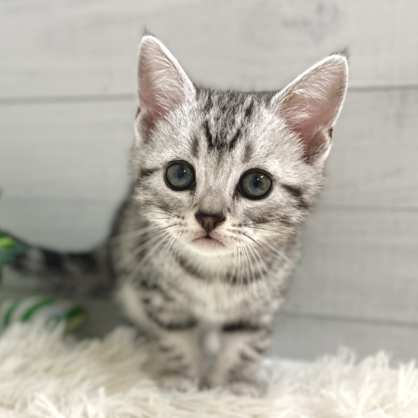 愛知県のアメリカンショートヘアー (犬の家＆猫の里豊田店/2025年10月4日生まれ/男の子/シルバータビー)の子猫の2枚目の画像