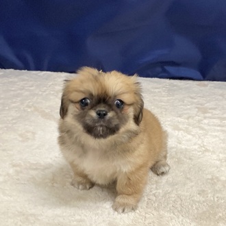 愛知県のチワペキ/ペキチー/ペキチワ(チワワ×ペキニーズ) (犬の家＆猫の里一宮店/2025年10月5日生まれ/女の子/フォーン)の子犬の2枚目の画像
