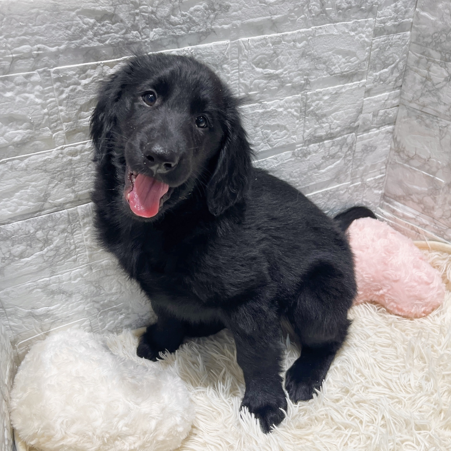 愛知県のフラットコーテッドレトリーバー (犬の家＆猫の里MiO香久山店/2025年10月4日生まれ/男の子/ブラック)の子犬の2枚目の画像