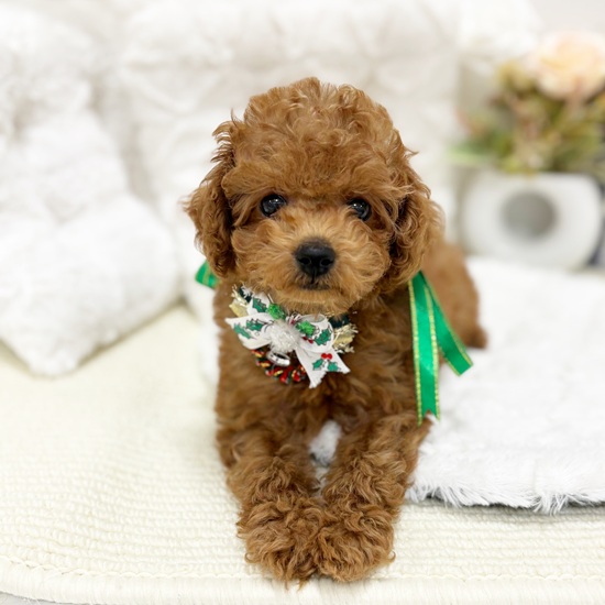 トイプードル女の子の写真