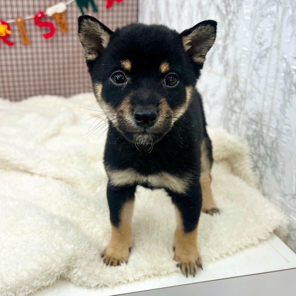 豆柴男の子の写真