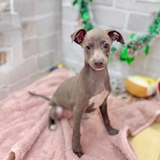 静岡県のイタリアングレーハウンド (犬の家＆猫の里プレ葉ウォーク浜北店/2025年10月4日生まれ/女の子/ブルー、ホワイトマーキング)の子犬の2枚目の画像