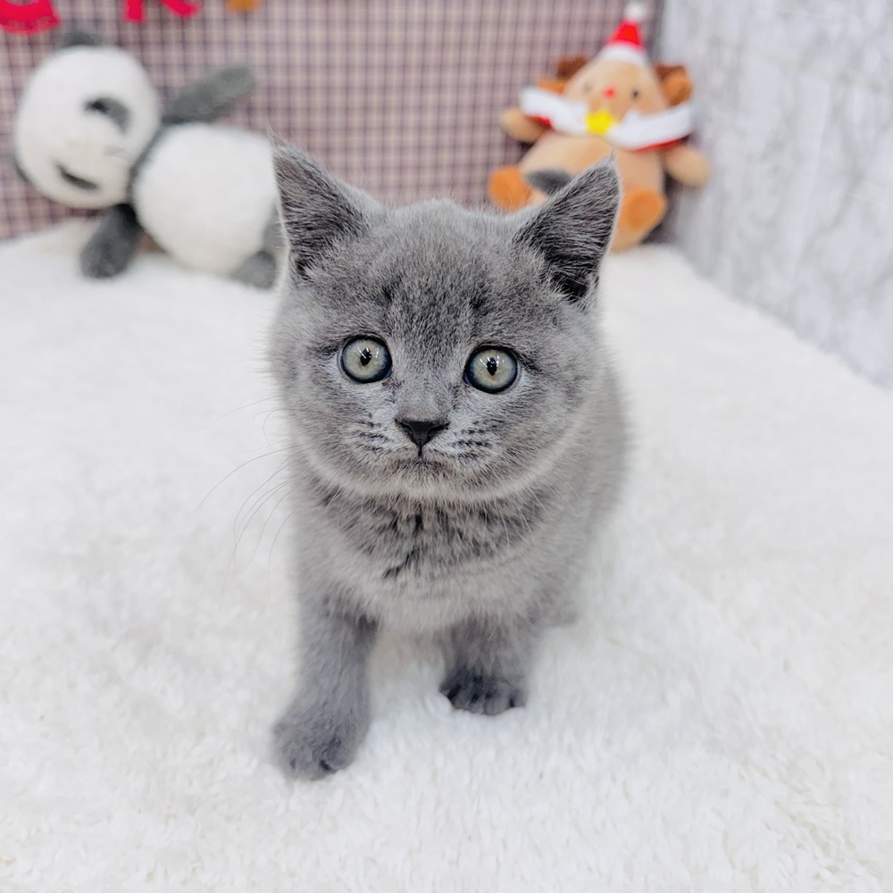 ブリティッシュショートヘア女の子の写真