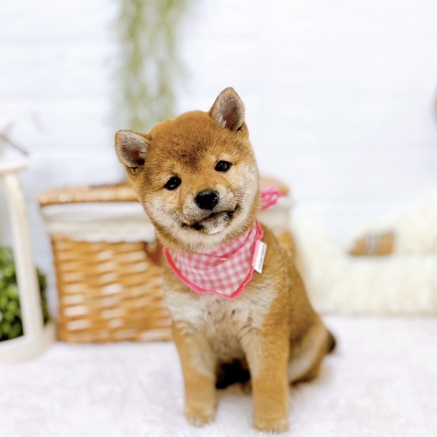 柴犬女の子の写真