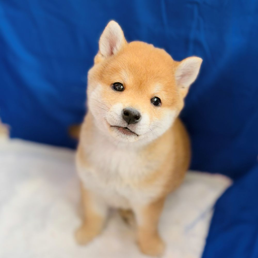 柴犬男の子の写真