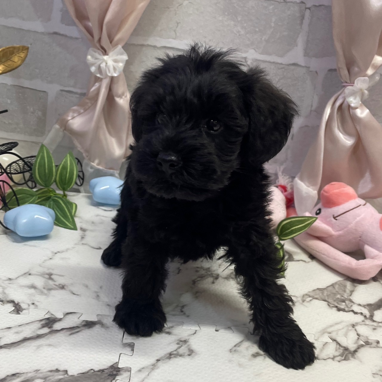 愛知県のシュナプー(シュナウザー×プードル) (犬の家＆猫の里岡崎店/2025年9月28日生まれ/女の子/ブラック)の子犬の2枚目の画像
