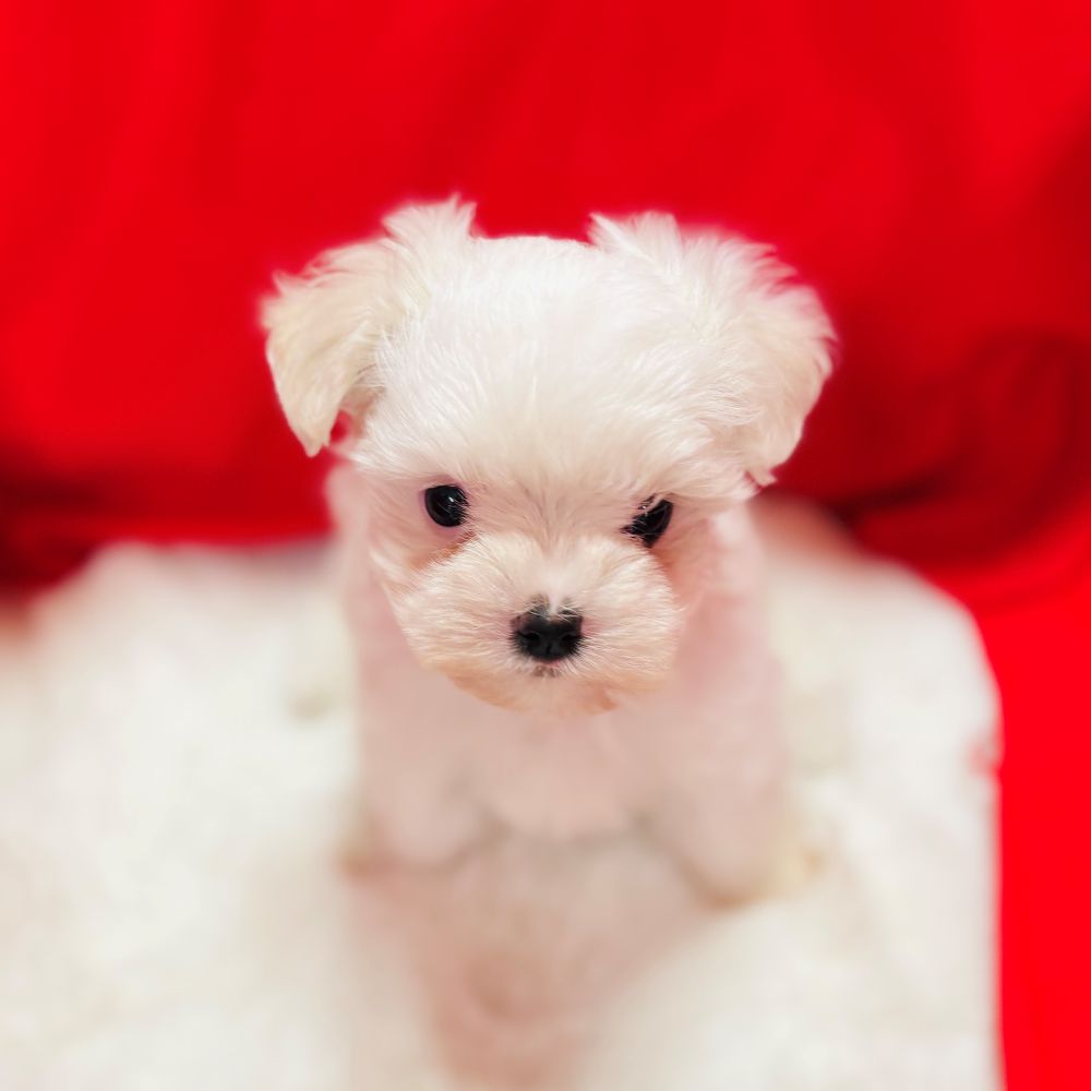 愛知県のマルチーズ (犬の家＆猫の里愛知刈谷店/2025年10月2日生まれ/女の子/ホワイト)の子犬の2枚目の画像