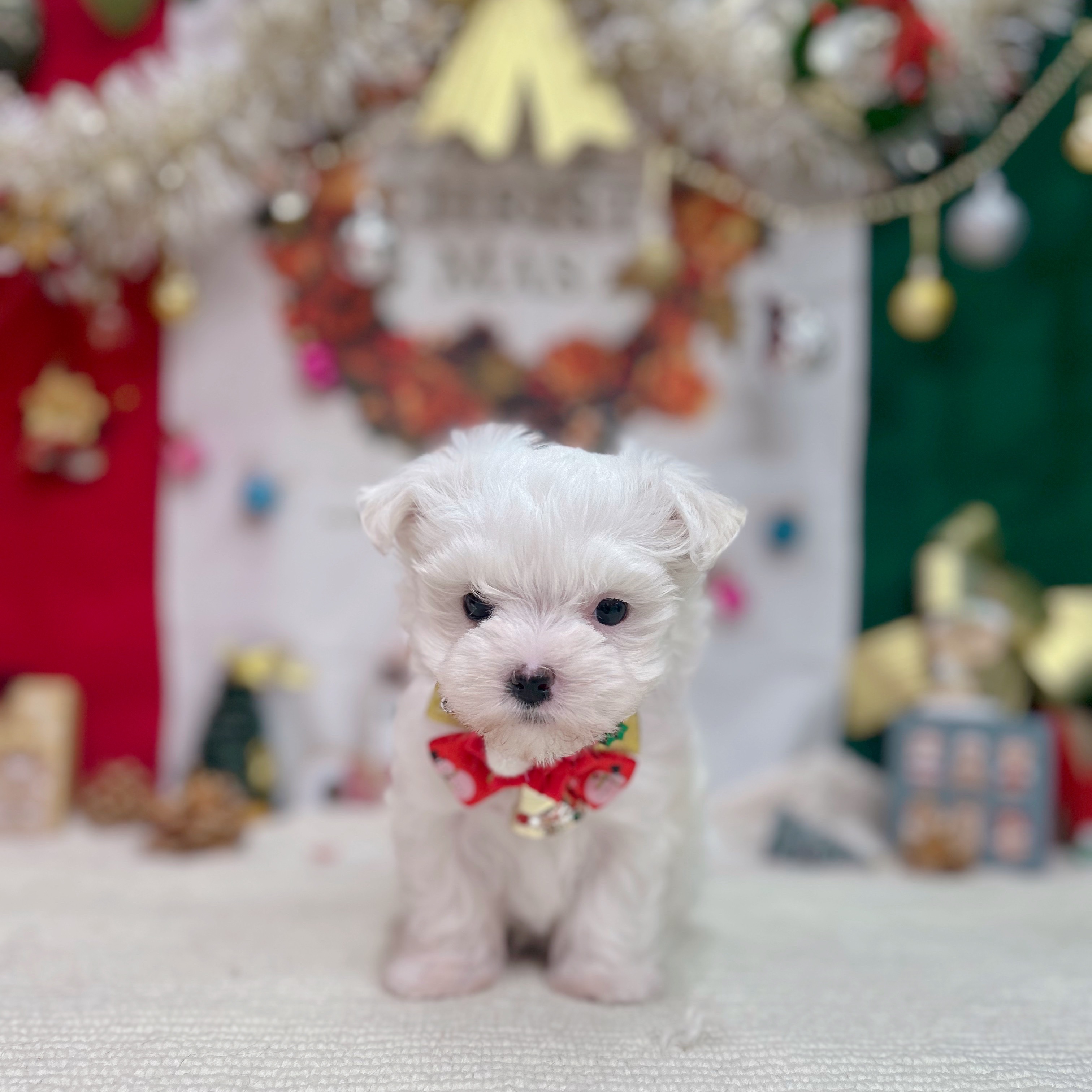 マルチーズ女の子の写真