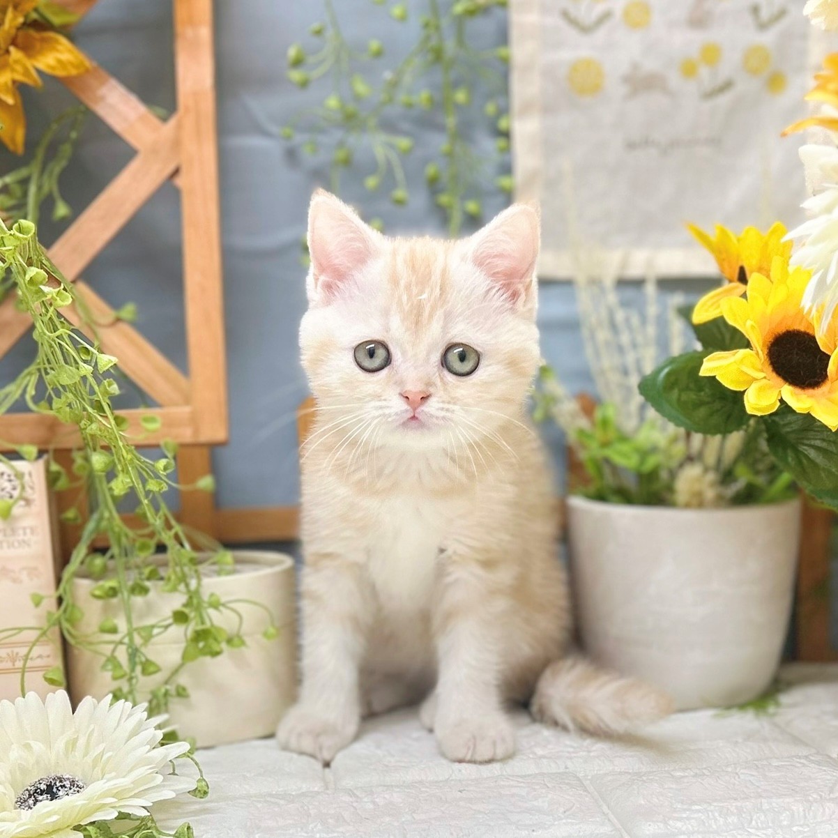 マンチカン女の子の写真