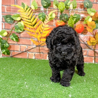 トイプードル男の子の写真