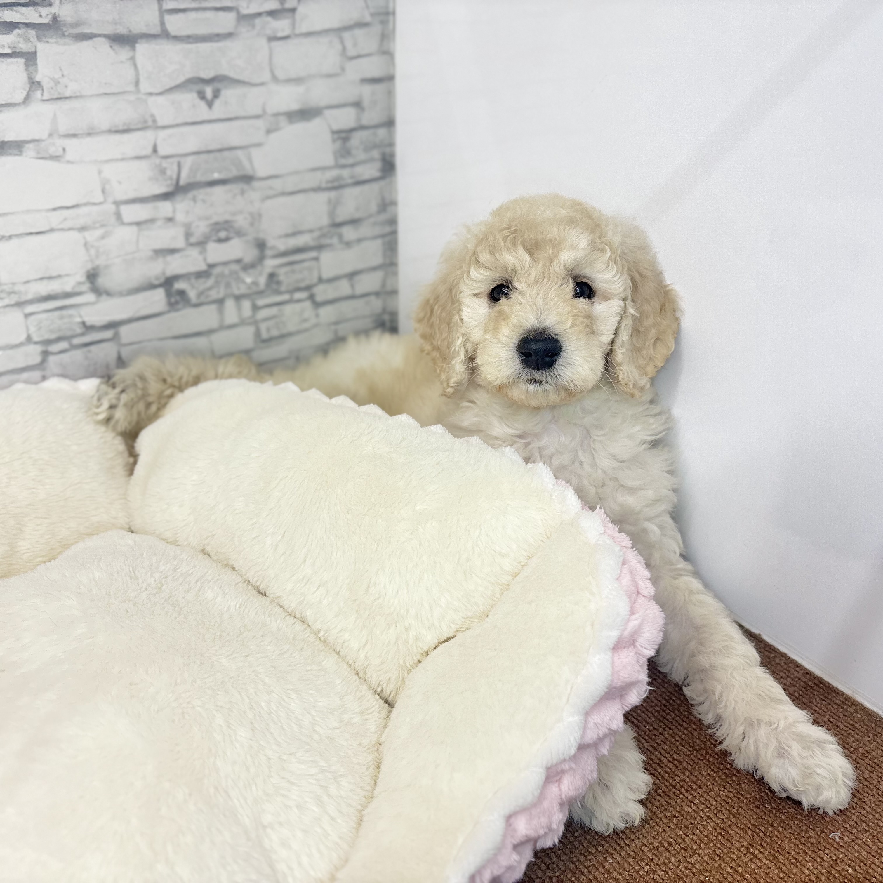 長野県のスタンダードプードル (犬の家＆猫の里長野店/2025年10月5日生まれ/女の子/クリーム)の子犬の2枚目の画像