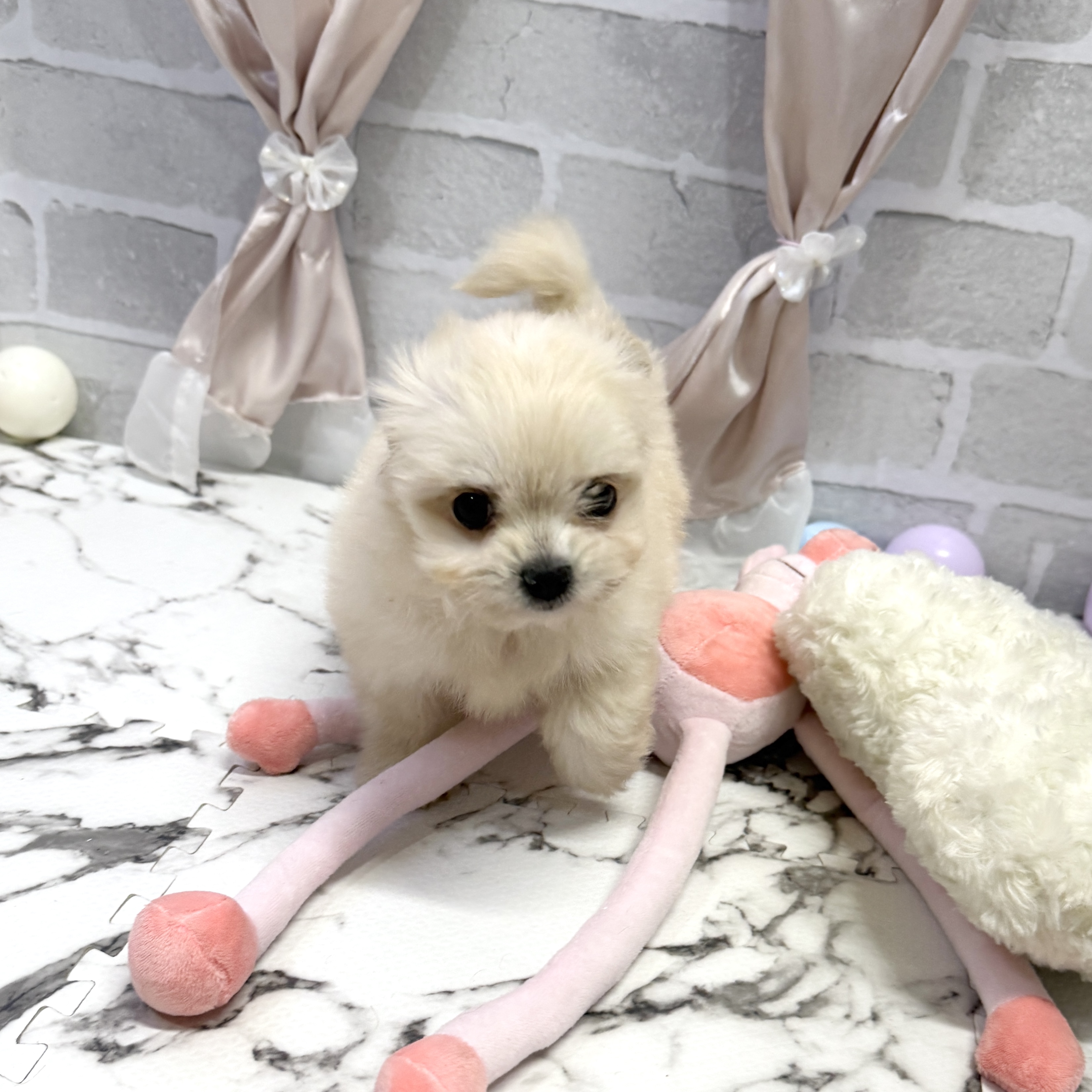 愛知県のチワマル/マルチワ(チワワ×マルチーズ) (犬の家＆猫の里岡崎店/2025年10月1日生まれ/女の子/クリーム)の子犬の2枚目の画像