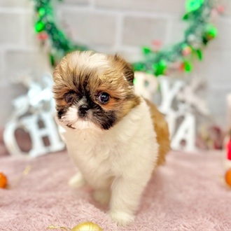 静岡県のチワズー/チワシーズ(チワワ×シーズー) (犬の家＆猫の里プレ葉ウォーク浜北店/2025年10月7日生まれ/女の子/ホワイトブラウン)の子犬の2枚目の画像