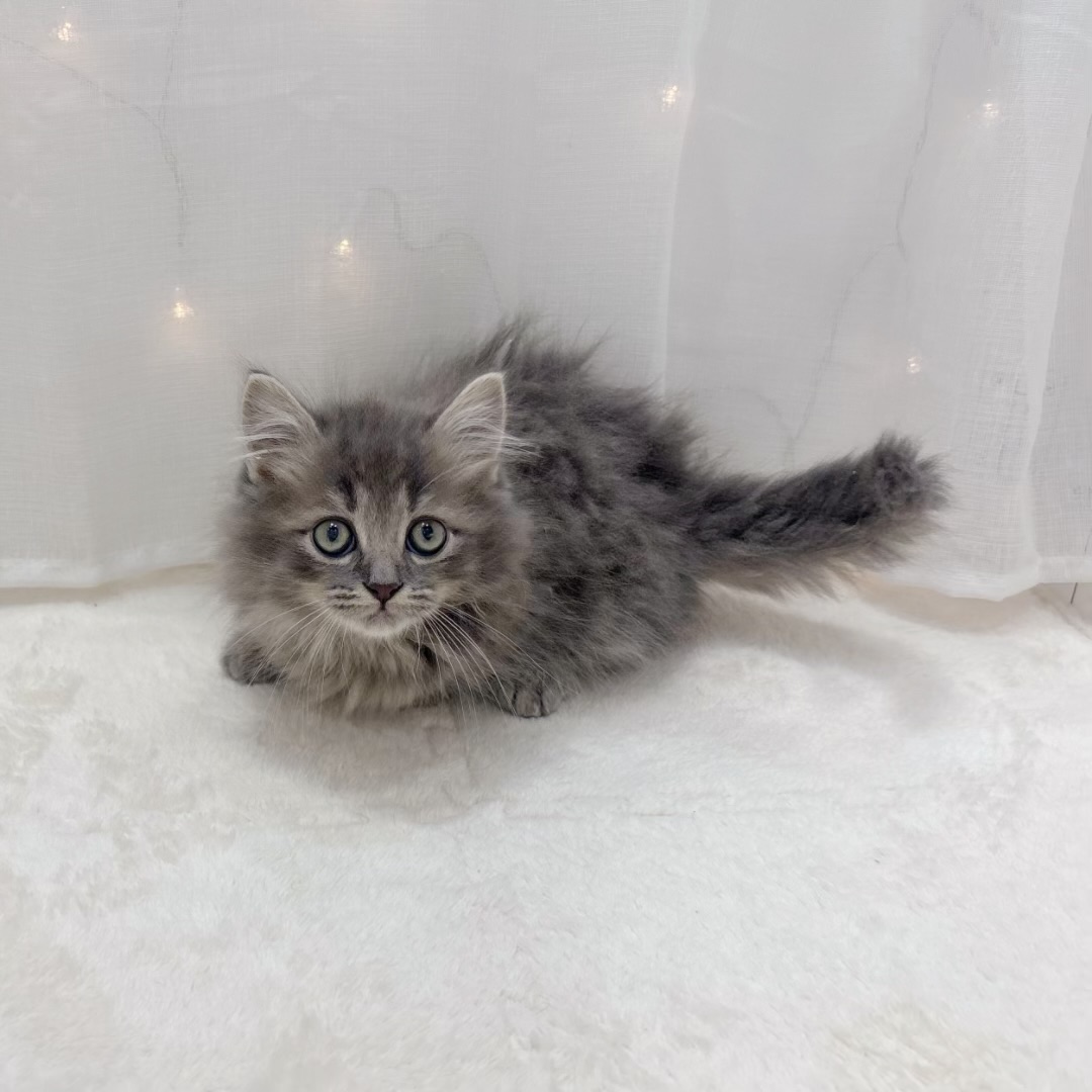 千葉県のミヌエット (犬の家＆猫の里BIGHOPガーデンモール印西店/2025年10月7日生まれ/男の子/ブルータビー)の子猫の2枚目の画像