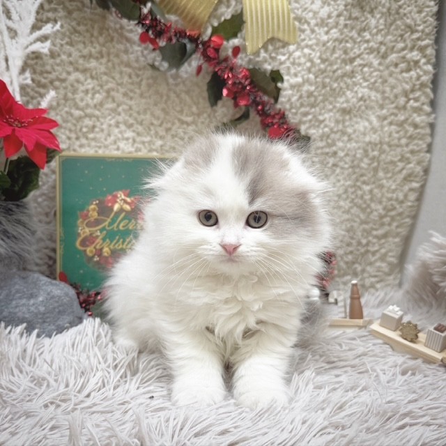 静岡県のスコティッシュフォールド (犬の家＆猫の里藤枝店/2025年10月7日生まれ/女の子/ブルーホワイト)の子猫の2枚目の画像