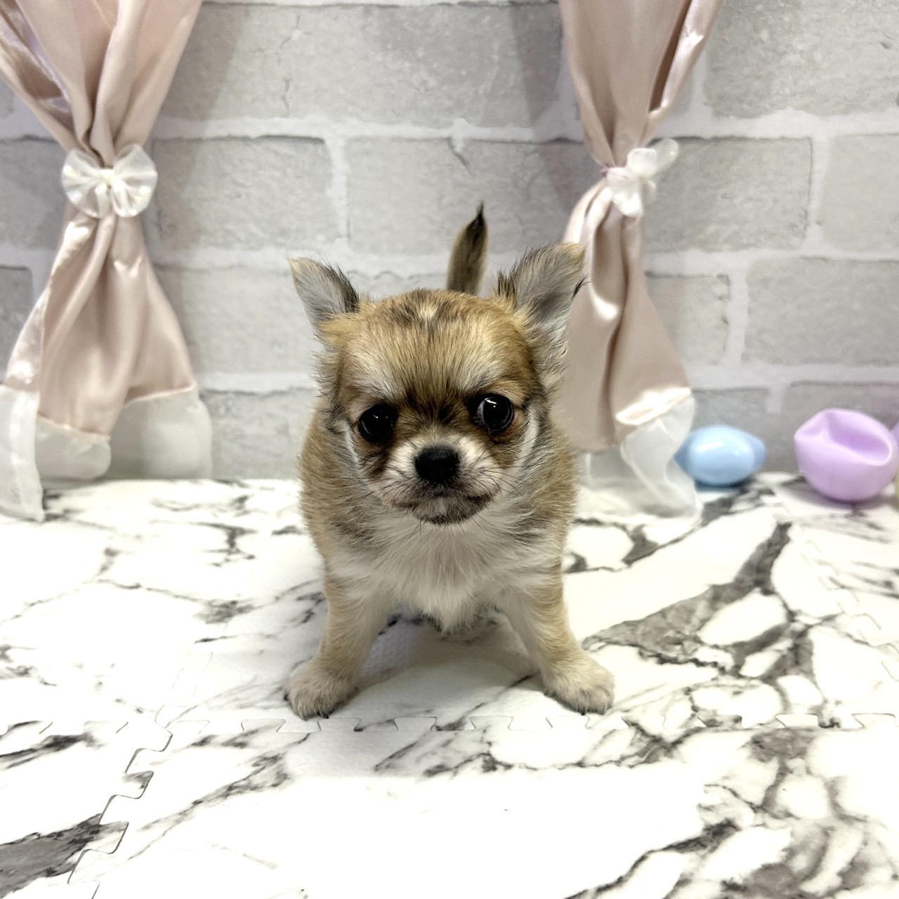 愛知県のチワワ(ロング) (犬の家＆猫の里岡崎店/2025年10月6日生まれ/男の子/レッドホワイト)の子犬の2枚目の画像