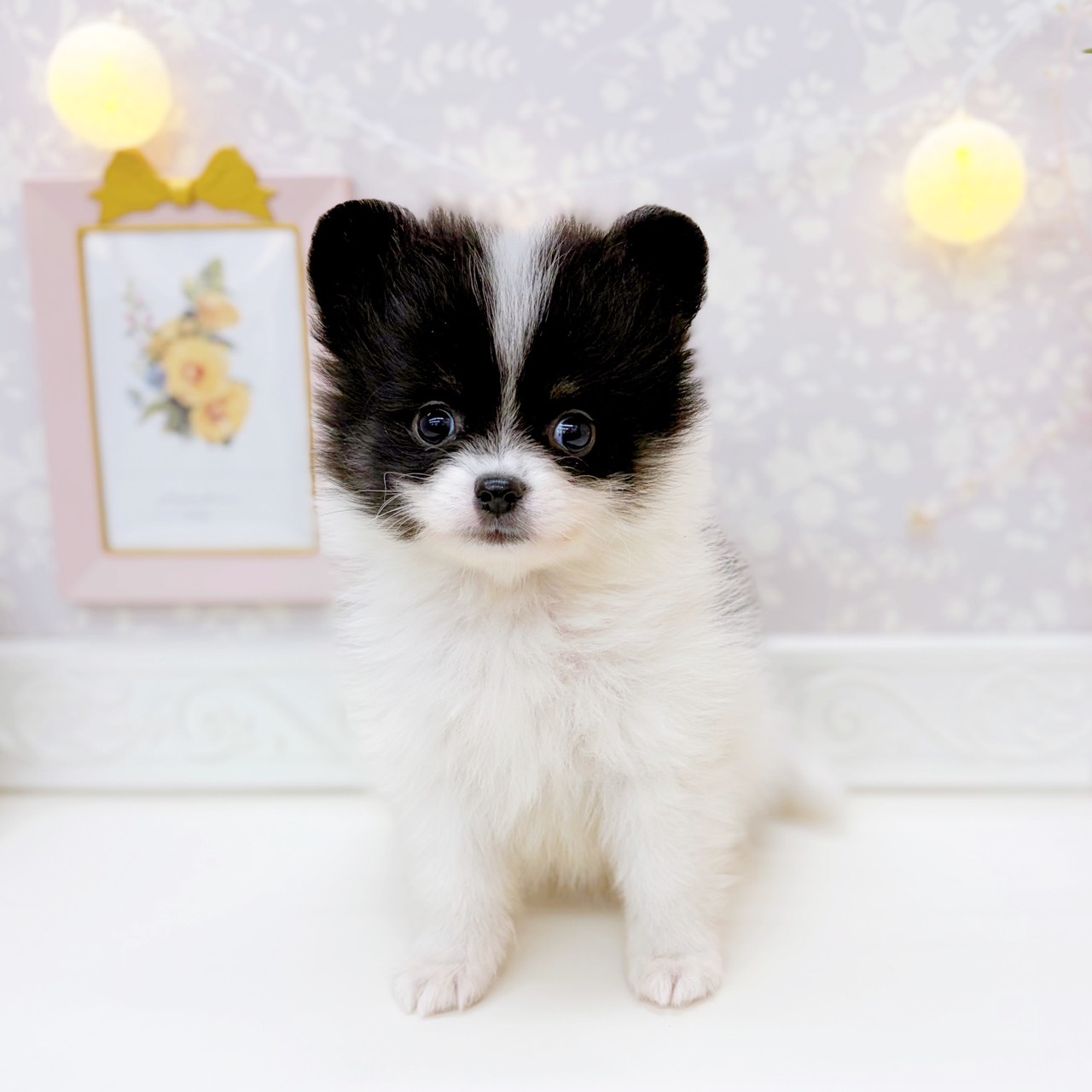 ポメラニアン女の子の写真