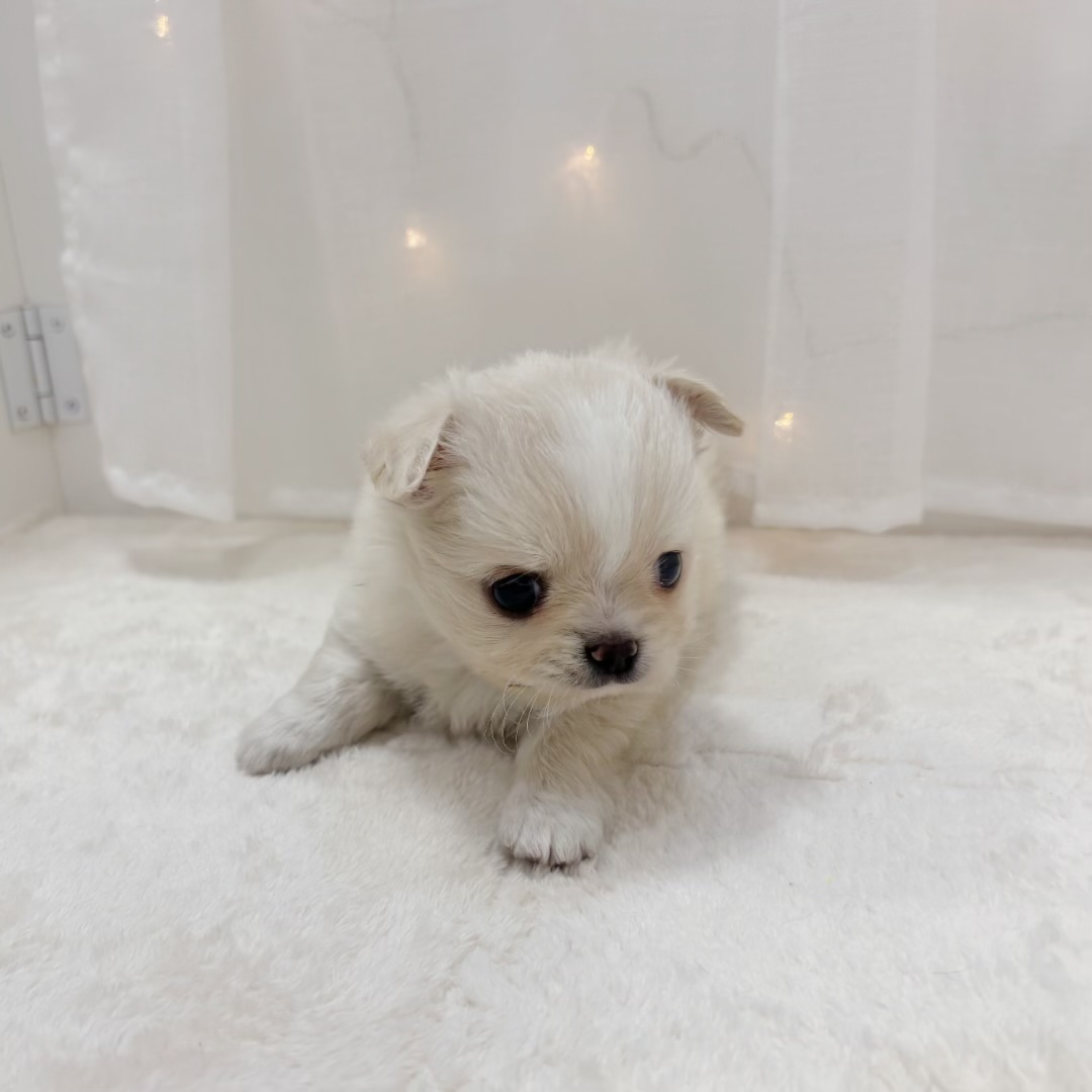 千葉県のチワワ(ロング) (犬の家＆猫の里BIGHOPガーデンモール印西店/2025年10月7日生まれ/男の子/クリーム)の子犬の2枚目の画像