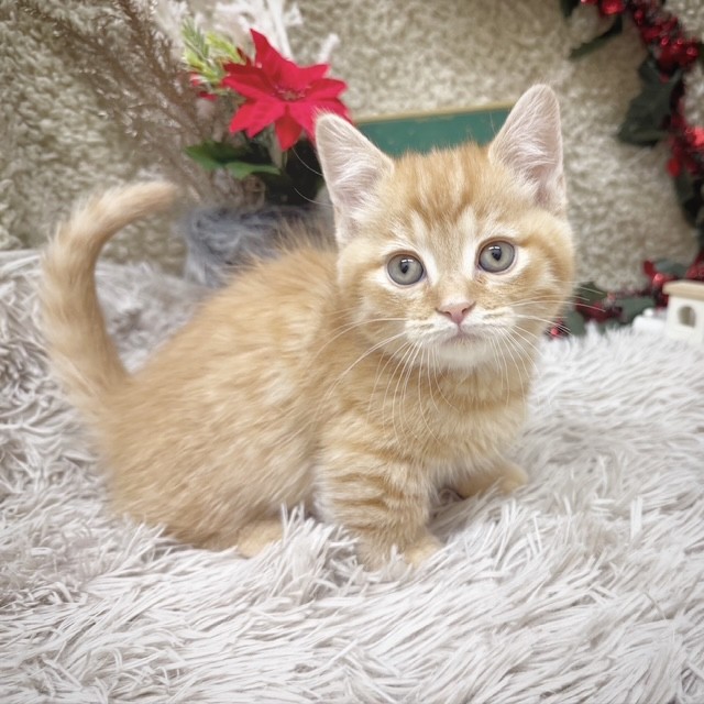 静岡県のマンチカン (犬の家＆猫の里藤枝店/2025年10月7日生まれ/女の子/レッドタビー)の子猫の2枚目の画像