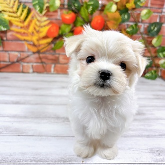 マルチーズ男の子の写真