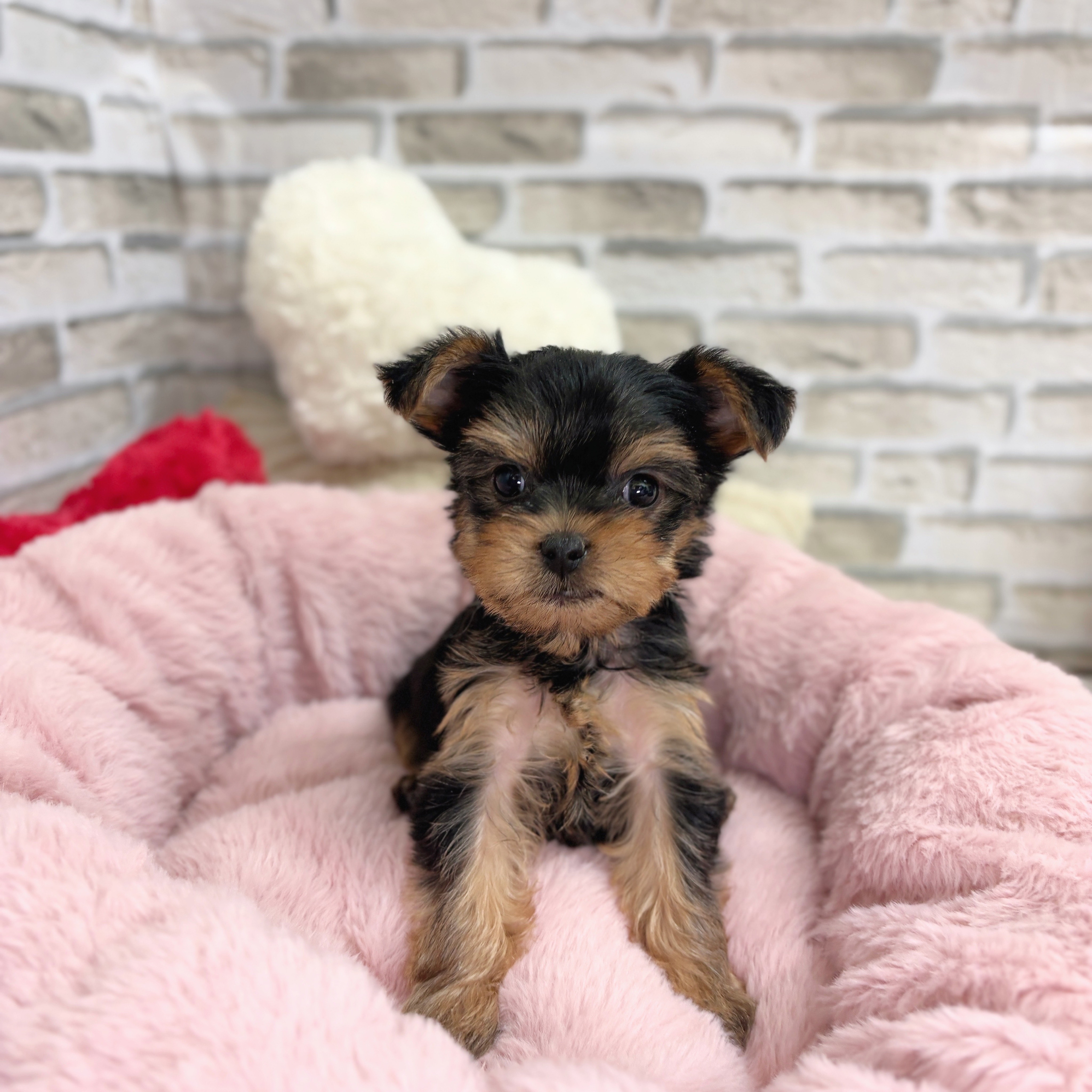 ヨークシャーテリア女の子の写真