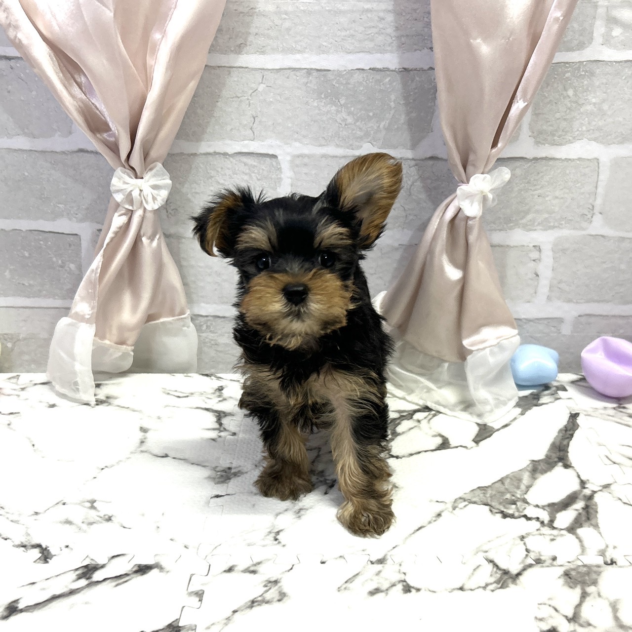 ヨークシャーテリア男の子の写真