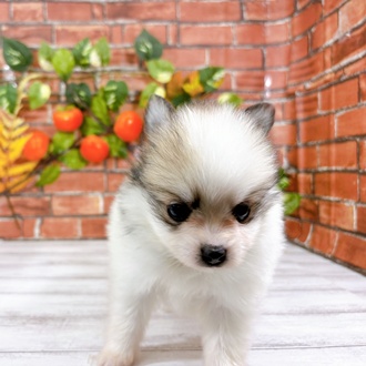 ハーフ犬男の子の写真