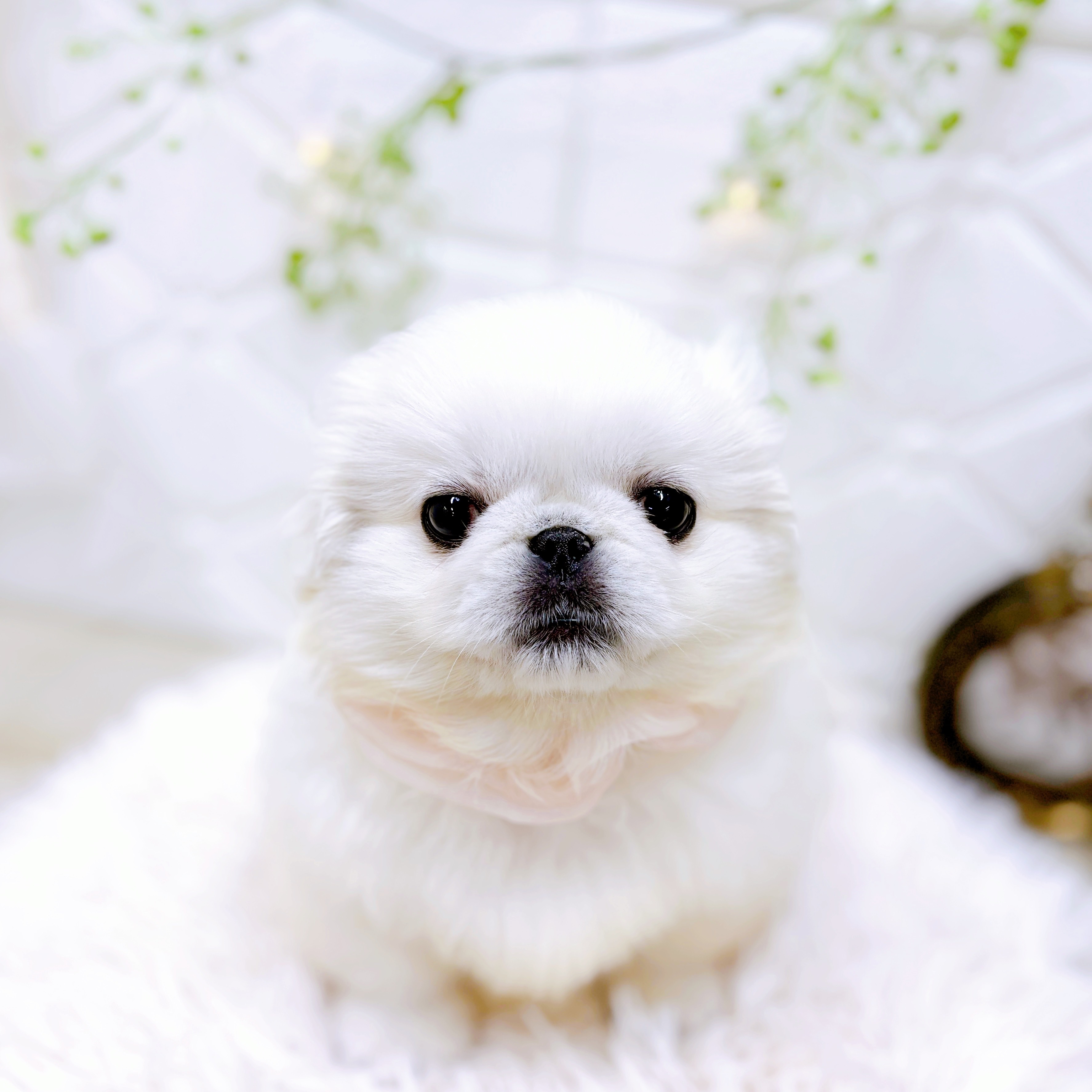 ペキニーズ女の子の写真