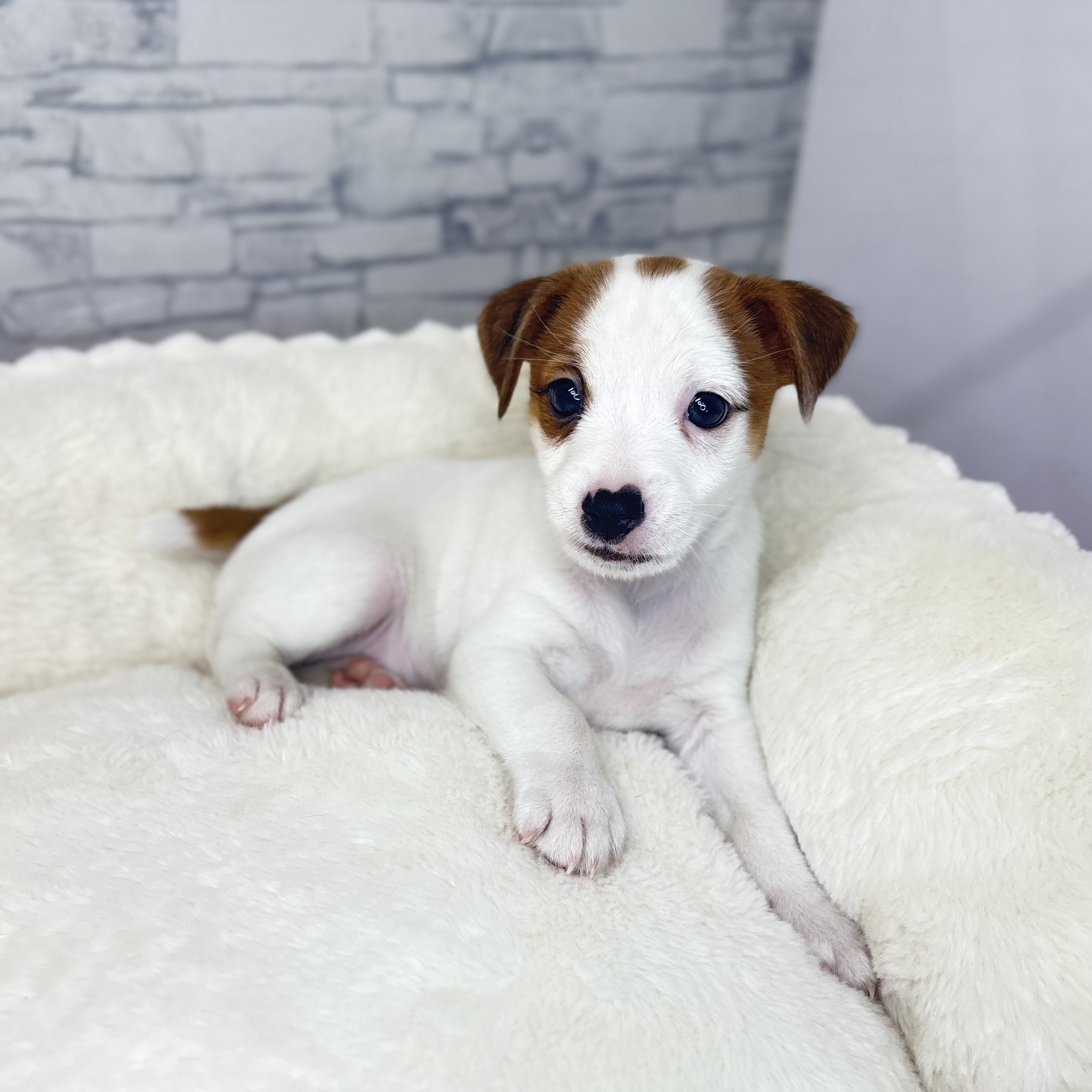 長野県のジャックラッセルテリア (犬の家＆猫の里長野店/2025年10月6日生まれ/男の子/ホワイトタン)の子犬の2枚目の画像