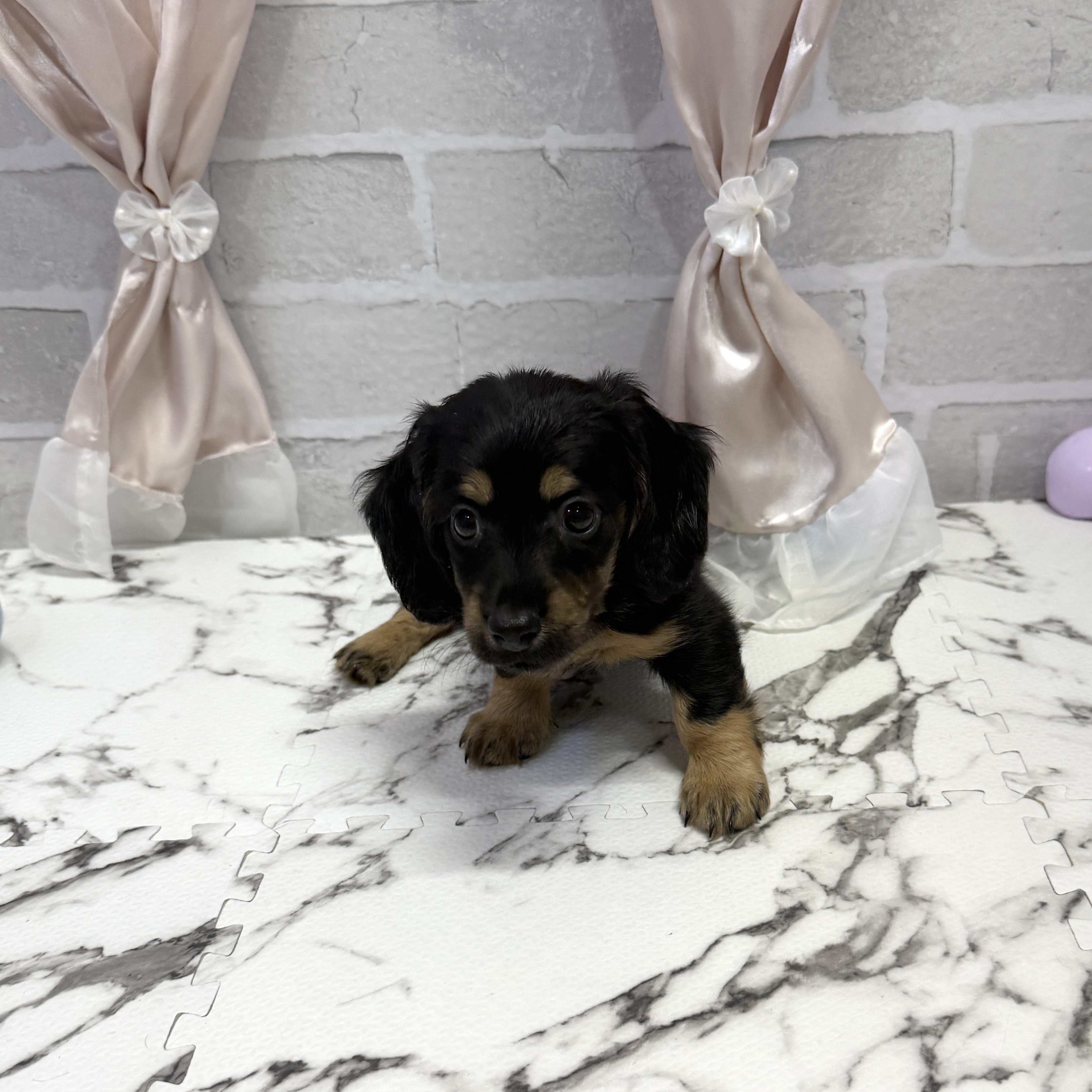 愛知県のミニチュアダックスフンド(ロング) (犬の家＆猫の里岡崎店/2025年10月6日生まれ/男の子/ブラックタン)の子犬の2枚目の画像