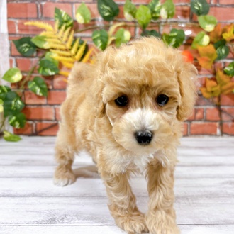 ハーフ犬男の子の写真