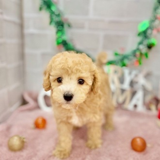 静岡県のビションプー(ビションフリーゼ×プードル) (犬の家＆猫の里プレ葉ウォーク浜北店/2025年10月4日生まれ/女の子/レッドホワイト)の子犬の2枚目の画像