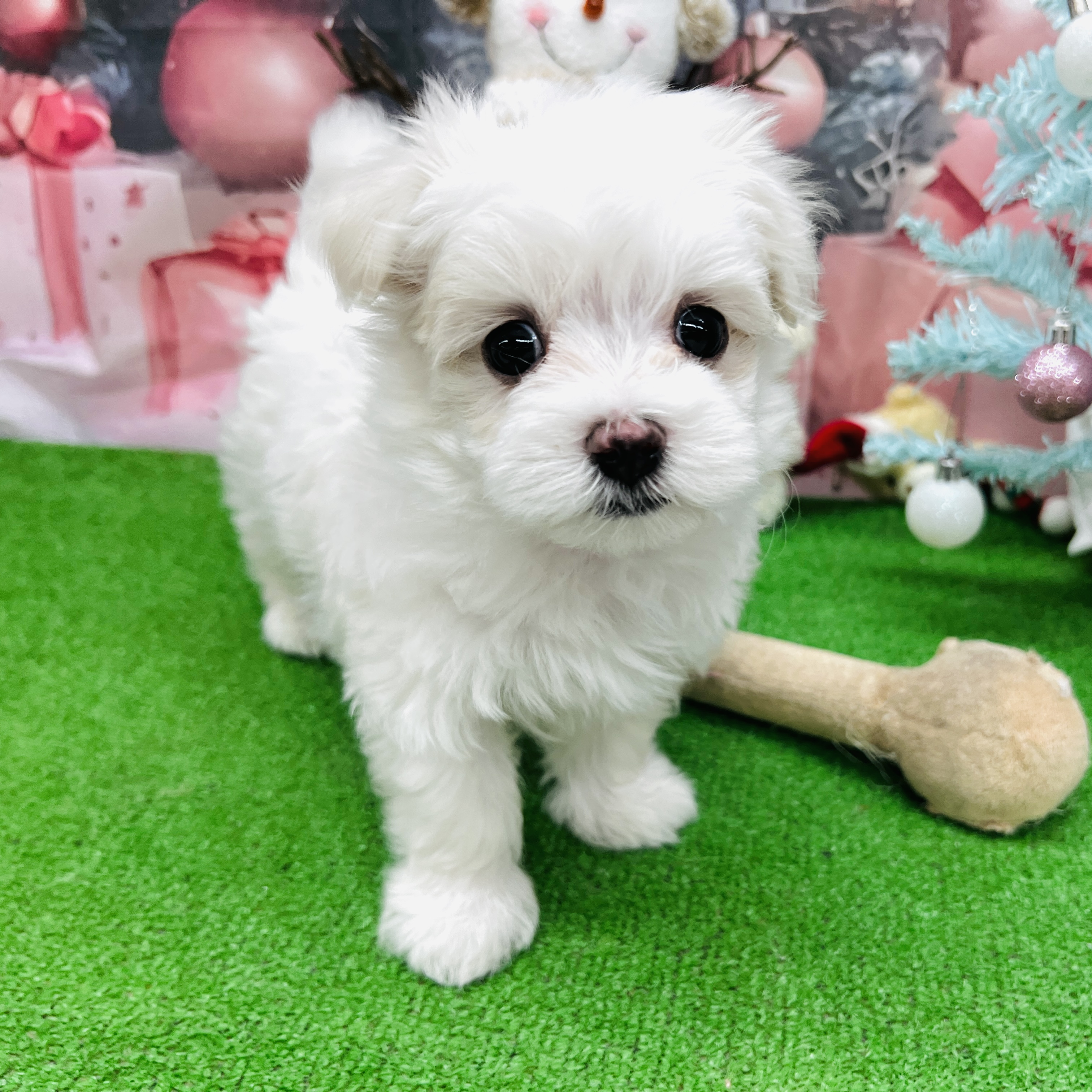 愛知県のマルチーズ (犬の家＆猫の里名古屋天白店/2025年10月7日生まれ/男の子/ホワイト)の子犬の2枚目の画像