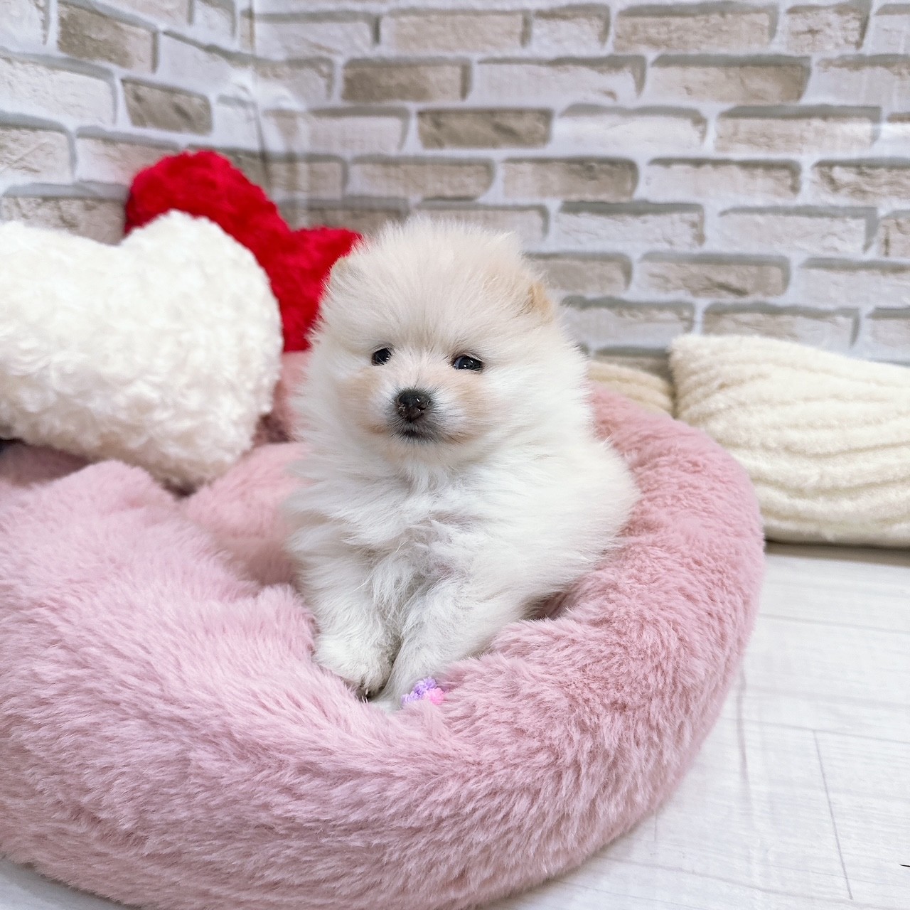 ポメラニアン女の子の写真