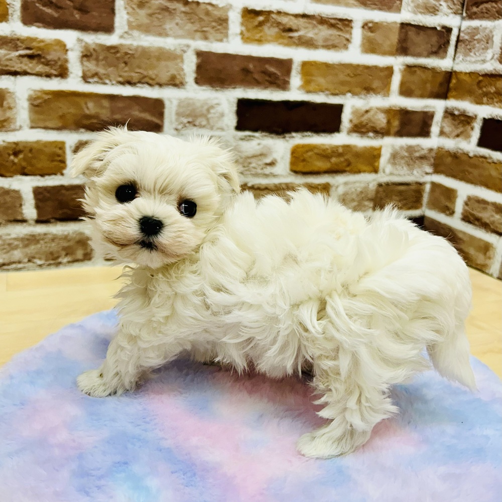 愛知県のマルチーズ (犬の家＆猫の里七宝店/2025年10月7日生まれ/女の子/ホワイト)の子犬の2枚目の画像