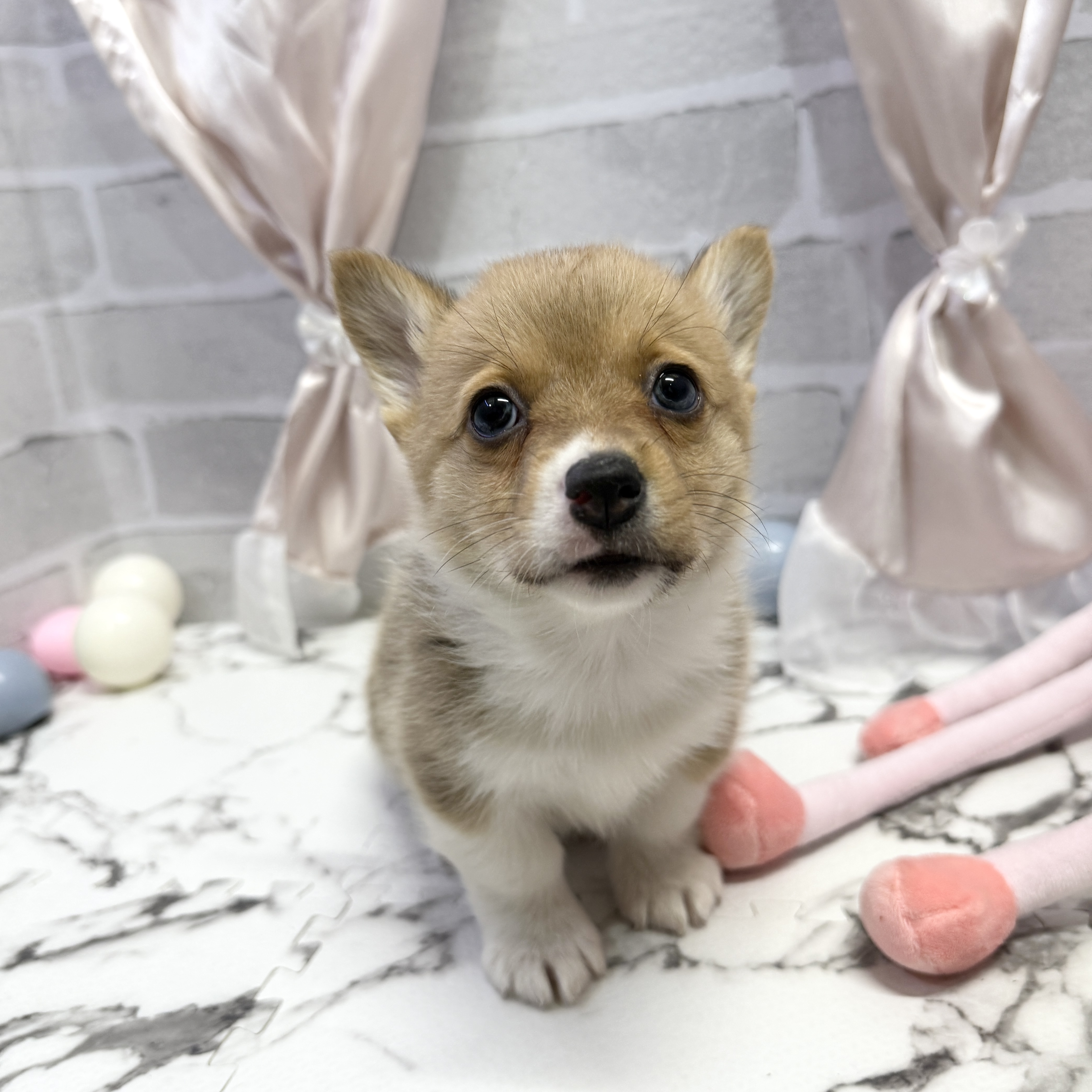 愛知県のウェルシュコーギーペンブローク (犬の家＆猫の里岡崎店/2025年10月1日生まれ/女の子/レッドホワイト)の子犬の2枚目の画像