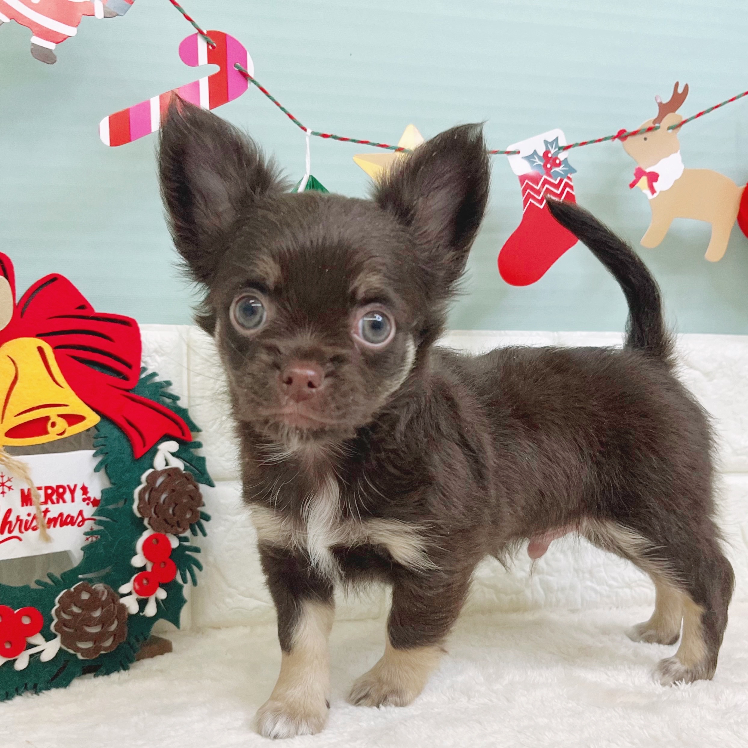 チワワ（ロング）男の子の写真