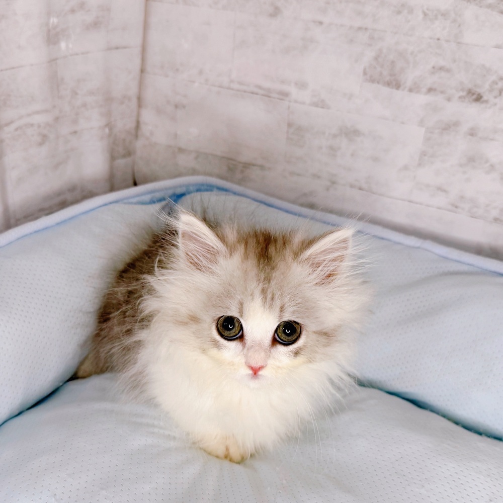 ミヌエット女の子の写真