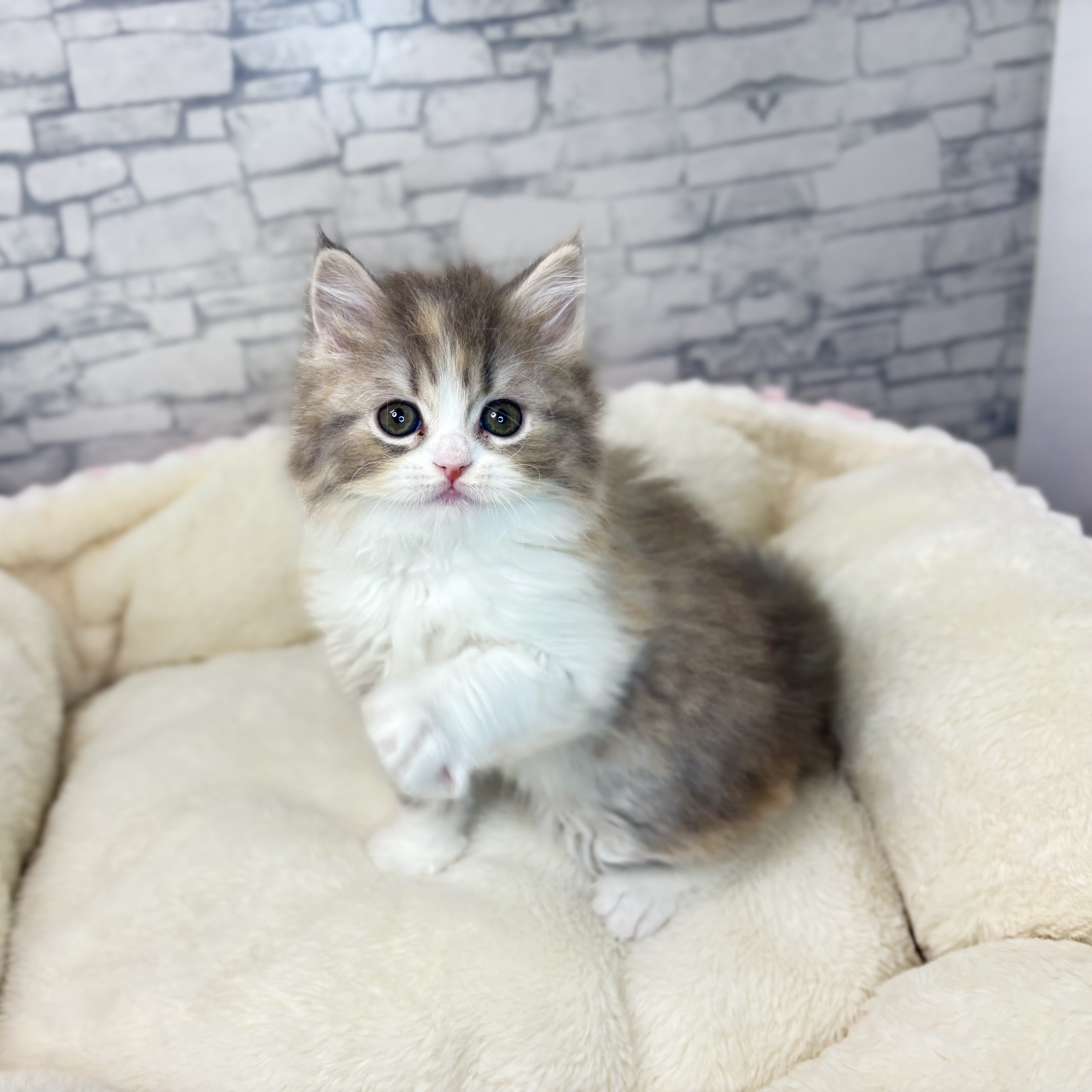 長野県のスコティッシュストレート (犬の家＆猫の里長野店/2025年10月7日生まれ/女の子/ダイリュートキャリコ)の子猫の2枚目の画像