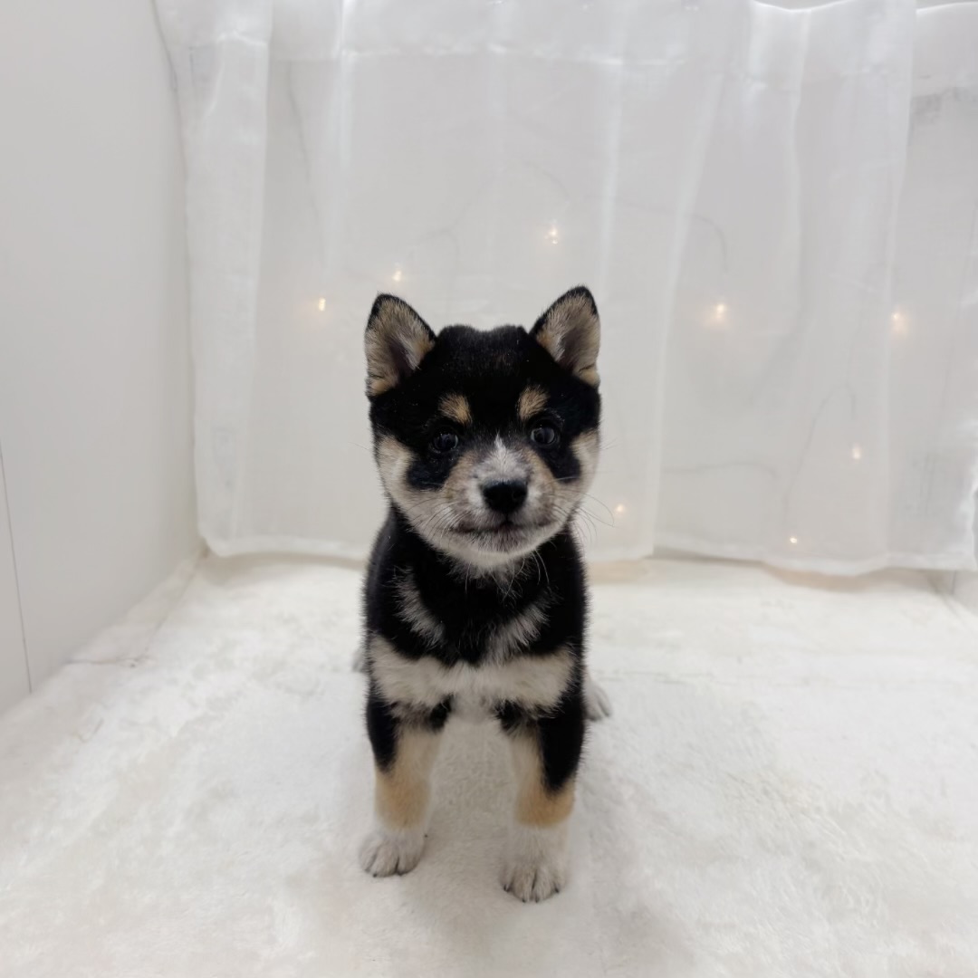 豆柴男の子の写真