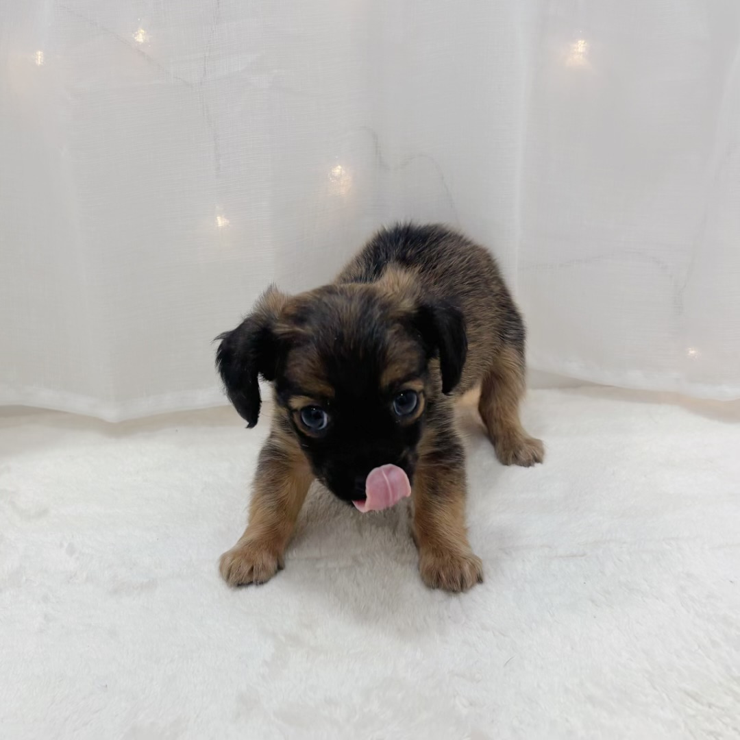 千葉県のチワックス(チワワ×ダックス) (犬の家＆猫の里BIGHOPガーデンモール印西店/2025年10月5日生まれ/男の子/レッド)の子犬の2枚目の画像