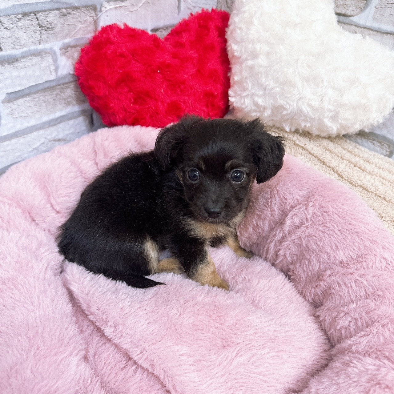 神奈川県のチワックス(チワワ×ダックス) (犬の家＆猫の里モザイクモール港北店/2025年10月5日生まれ/女の子/ブラックタン)の子犬の1枚目の画像