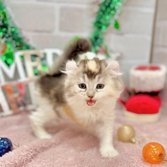 静岡県のアメリカンカール (犬の家＆猫の里プレ葉ウォーク浜北店/2025年10月6日生まれ/女の子/キャリコ)の子猫の2枚目の画像