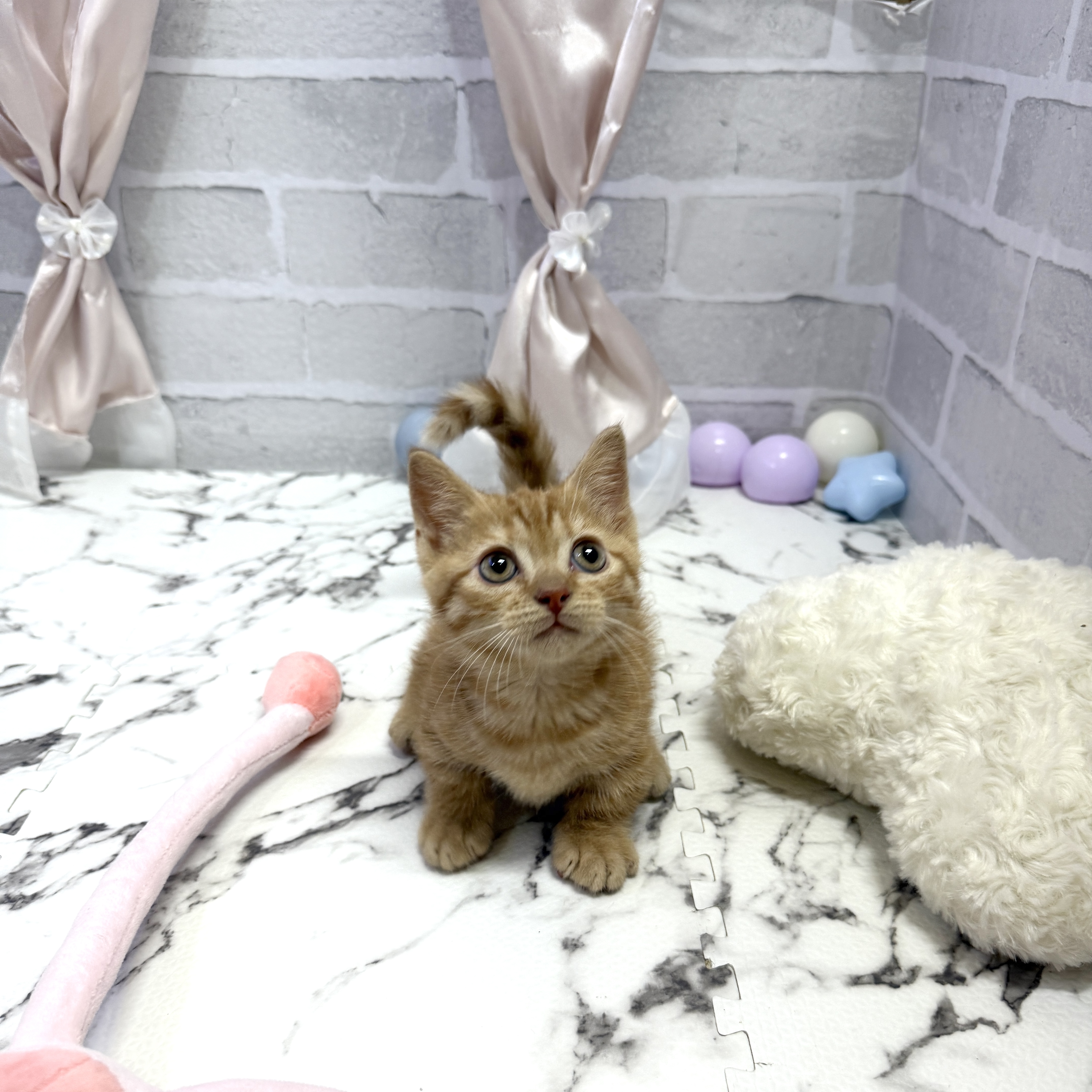 愛知県のマンチカン (犬の家＆猫の里岡崎店/2025年10月7日生まれ/男の子/レッドタビー)の子猫の2枚目の画像