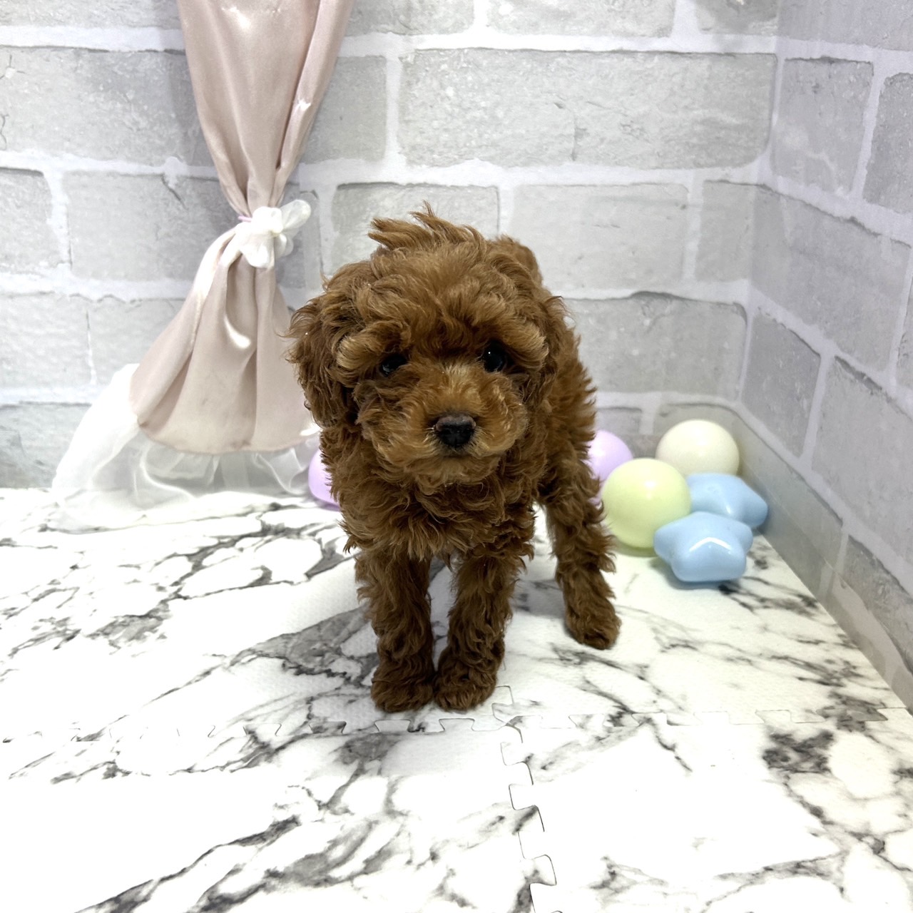 愛知県のトイプードル(トイ) (犬の家＆猫の里岡崎店/2025年10月5日生まれ/女の子/レッド)の子犬の2枚目の画像