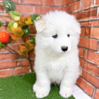 サモエド男の子の写真